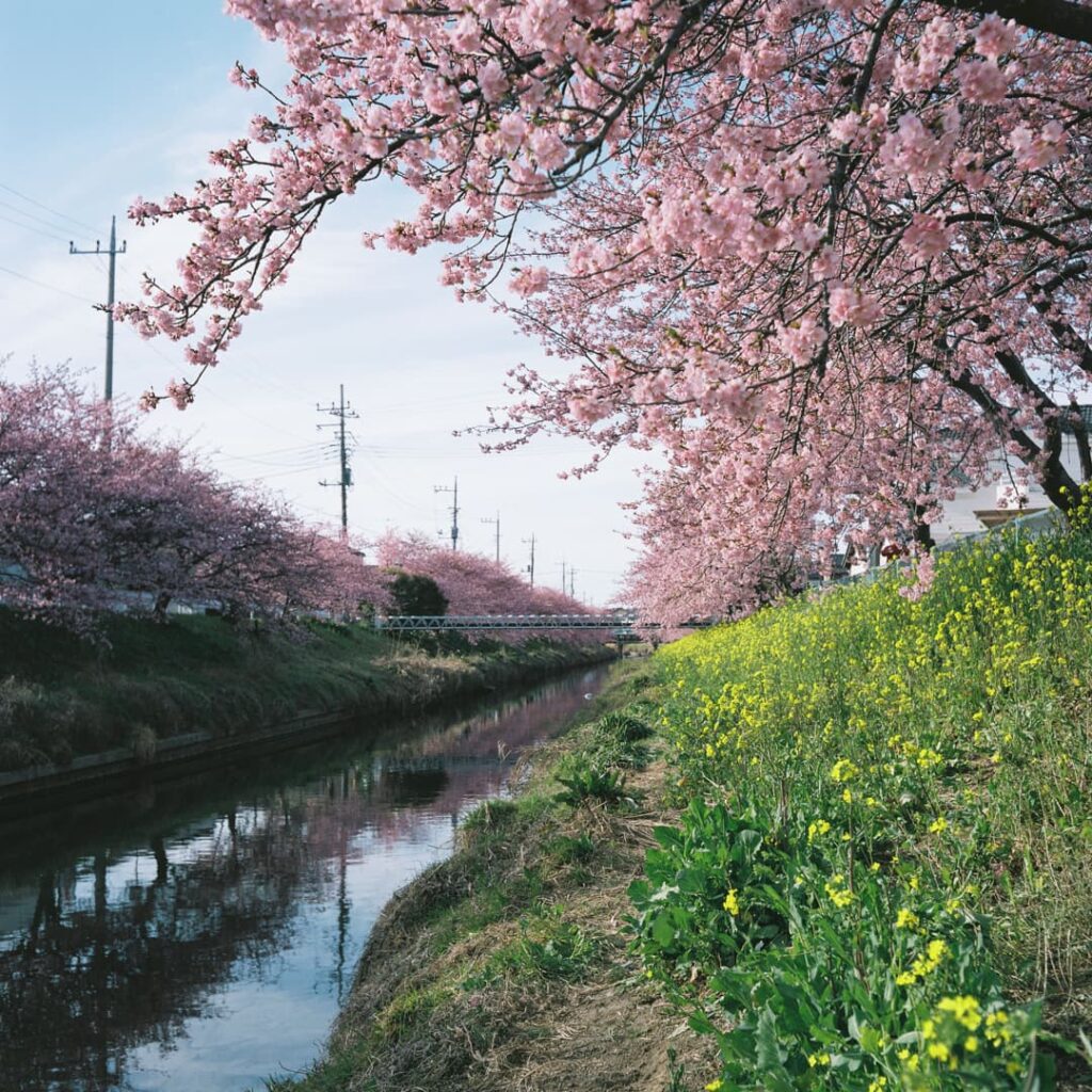 pro400hで撮影した桜