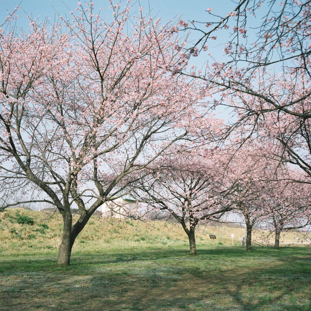pro400hで撮影した桜